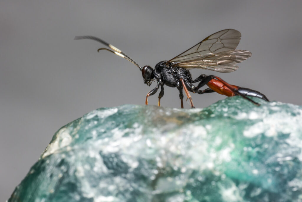 Why Hornet Is So Popular